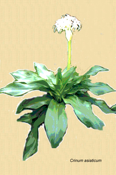 Dibujo de Herbario
