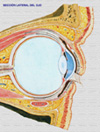 Anatoma del ojo