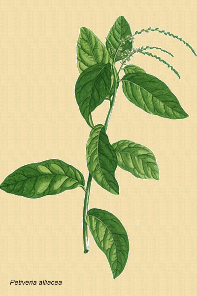 Dibujo de Herbario