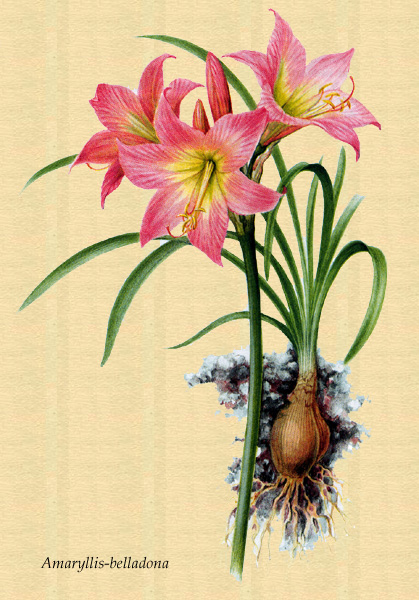 Dibujo de la amaryllis-belladonna