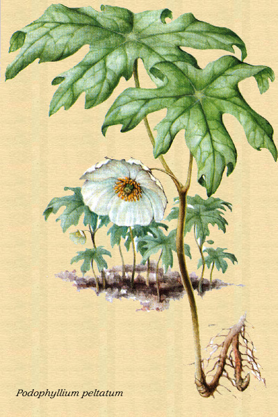 Dibujo del Podophyllum peltatum