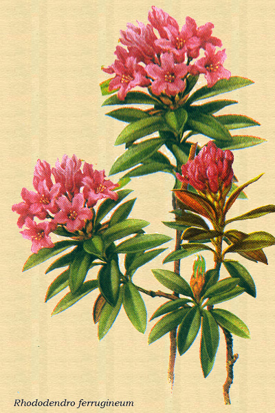 Dibujo del rododendro