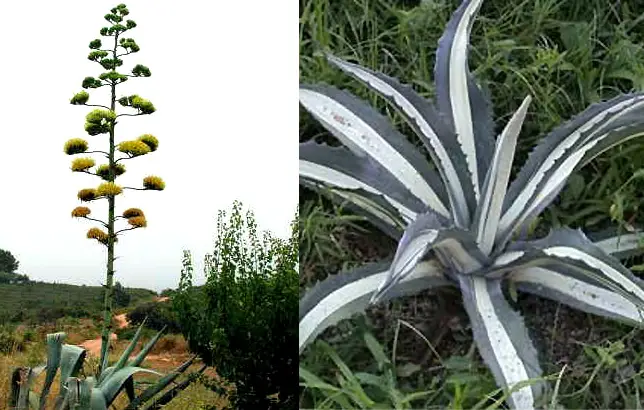 Fotografias del Agave americana
