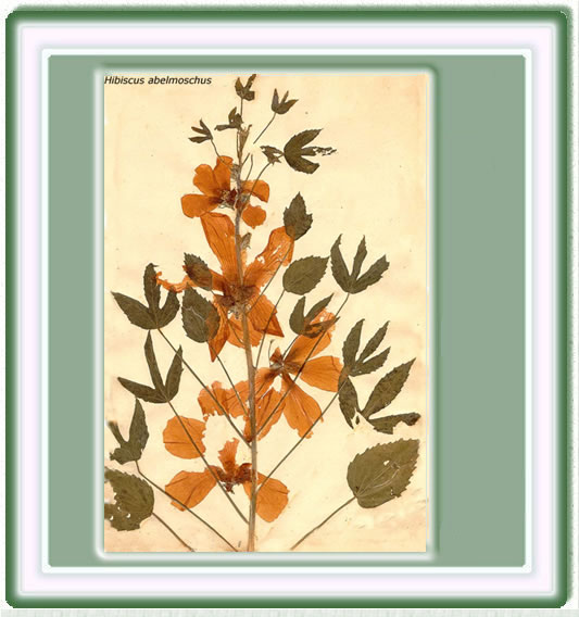 Dibujo de la Amaryllis-belladonna