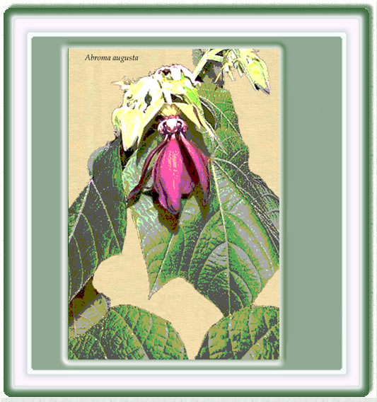 Dibujo de la Amaryllis-belladonna