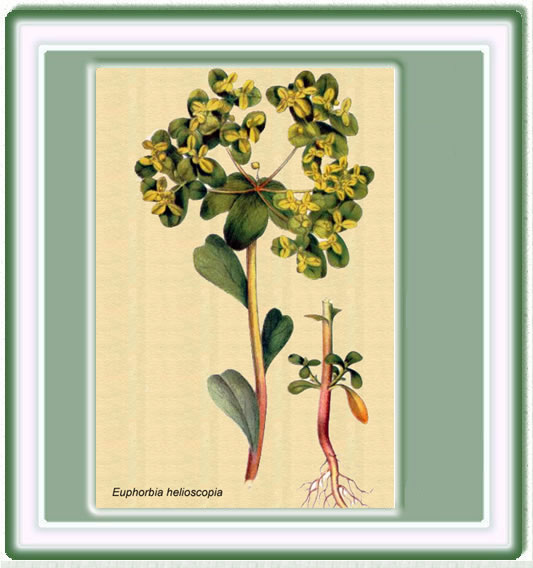 Dibujo botánico
