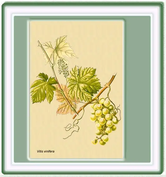 Dibujo de la Vid