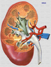 anatoma del rin