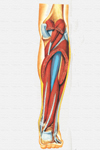 Musculo tibial posterior