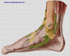 Vainas tendonosas del pie derecho