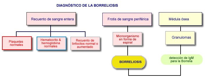 Esquema de diagnóstico de la Borreliosis